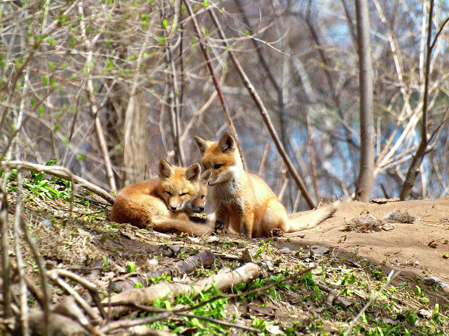Three Cute Kit Foxes 1 Photograph by Thomas Young