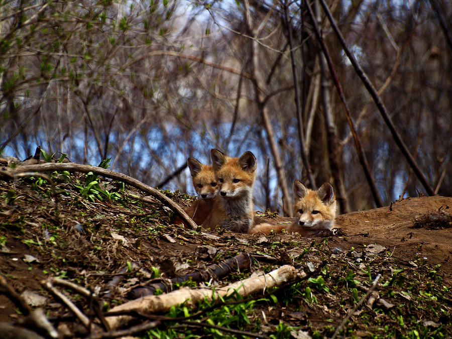 Fox Photograph - Three Cute Kit Foxes 3 by Thomas Young