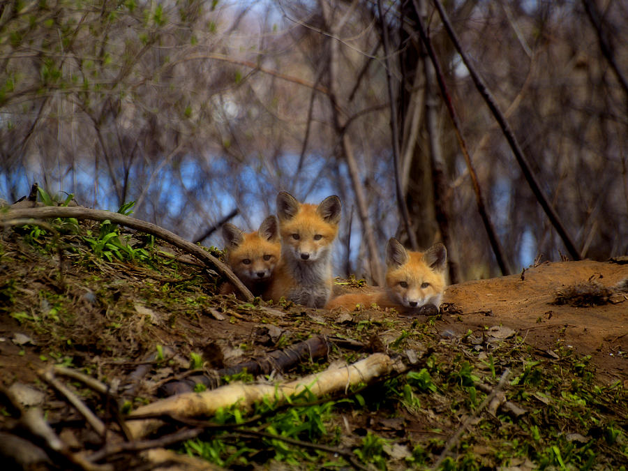 Three Cute Kit Foxes At Attention Photograph by Thomas Young
