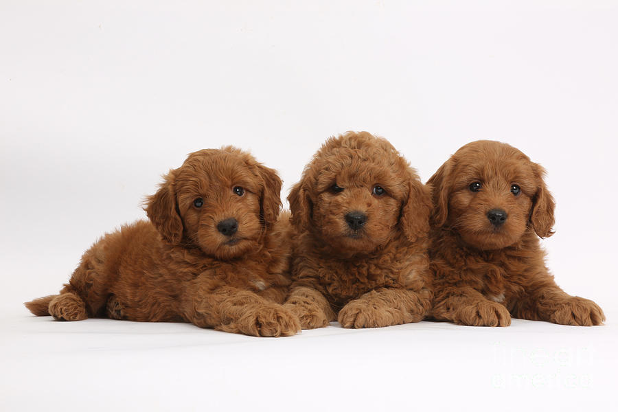 Three Cute Red F1b Goldendoodle Puppies Photograph by Mark Taylor