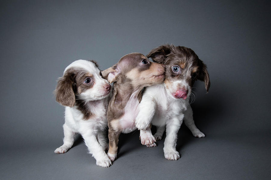 Three Dachshund-terrier Puppies Playing Photograph by Amandafoundation.org
