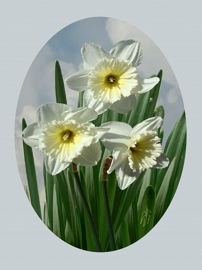 Three Daffodil Blossoms Digital Art by M Spadecaller