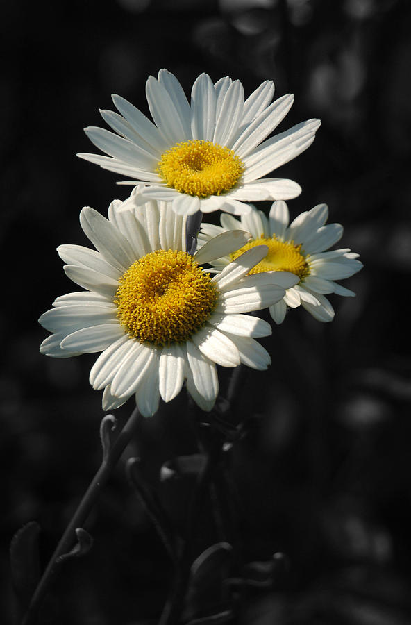 Three Daisies III Photograph by Suzanne Gaff
