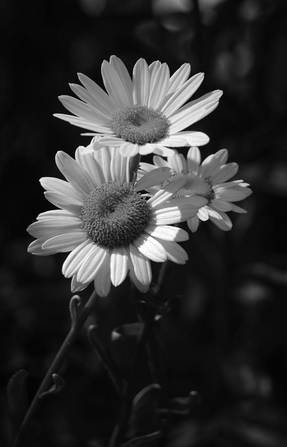 Three Daisies in Black and White Photograph by Suzanne Gaff