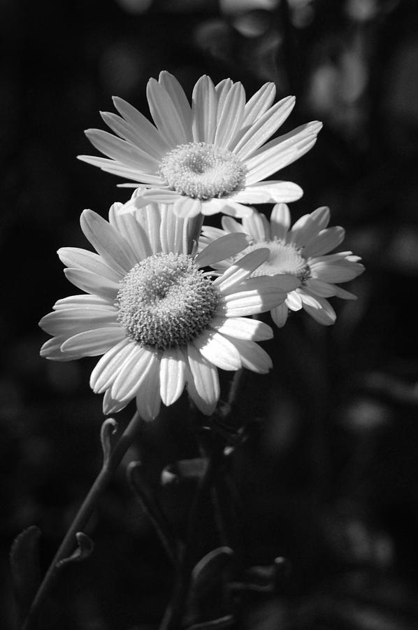 Three Daisies - Infrared Photograph by Suzanne Gaff