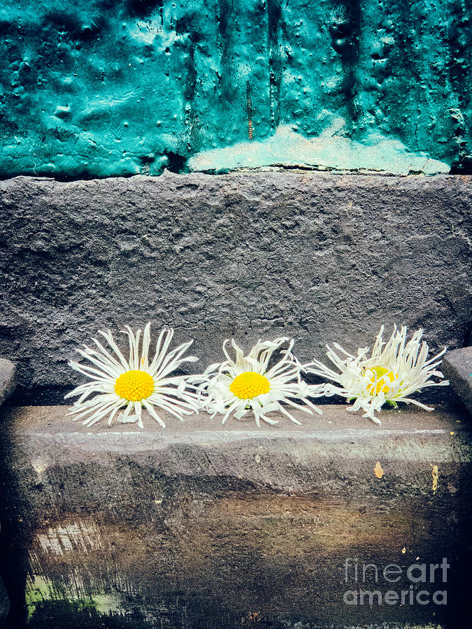 Three daisies stuck in a door Photograph by Silvia Ganora