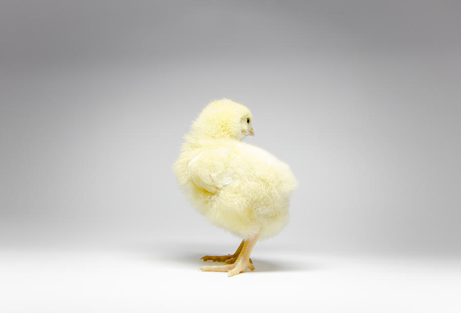 Three day old chick standing on white paper Photograph by Marko Radovanovic