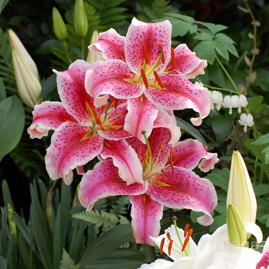 Three daylilies in garden Photograph by Susan Montgomery - Pixels