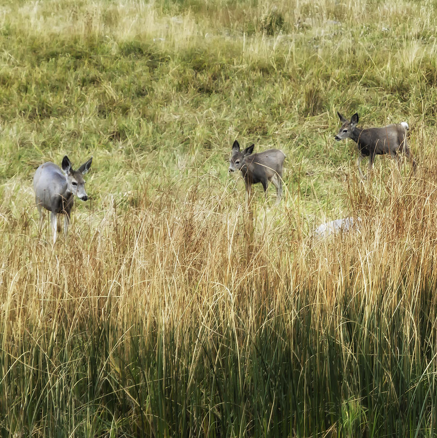 Three Deer Photograph by Belinda Greb