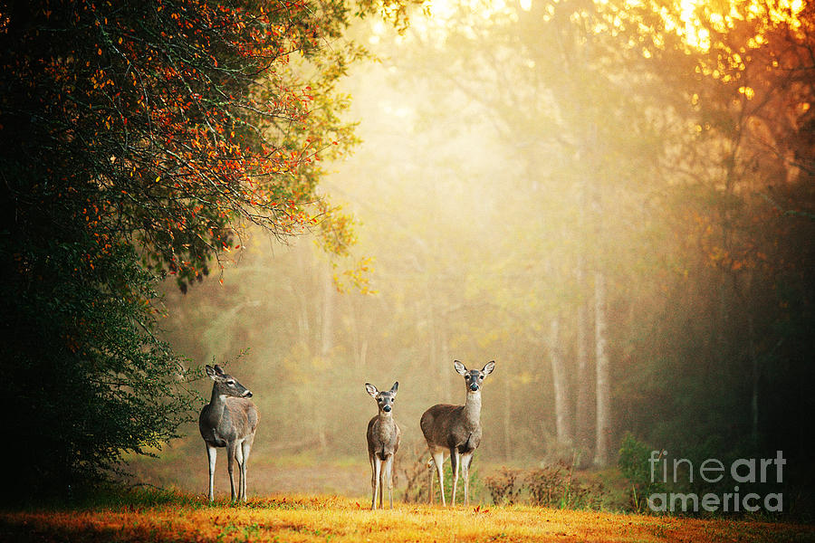 Deer Photograph - Three Deer by Katya Horner
