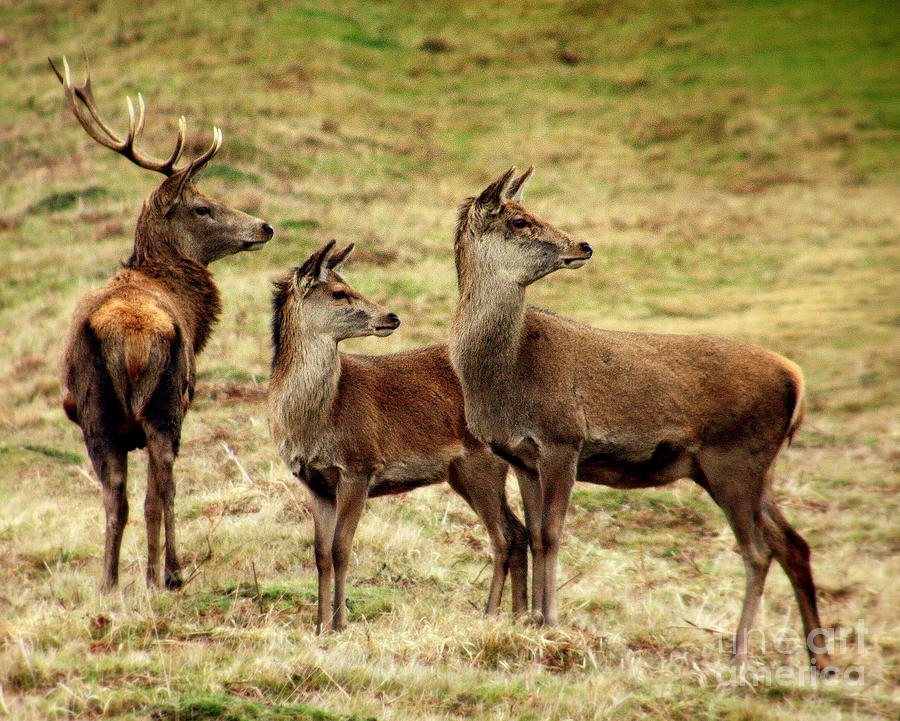 Wildlife Three Red Deer Photograph by Linsey Williams