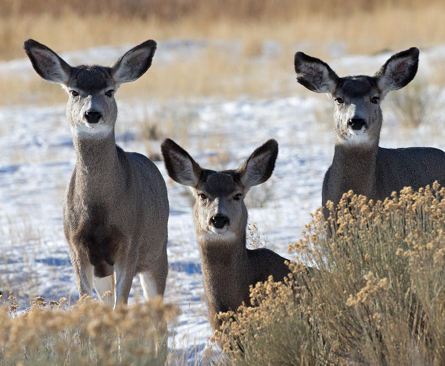 Three Deer Photograph by Max Waugh