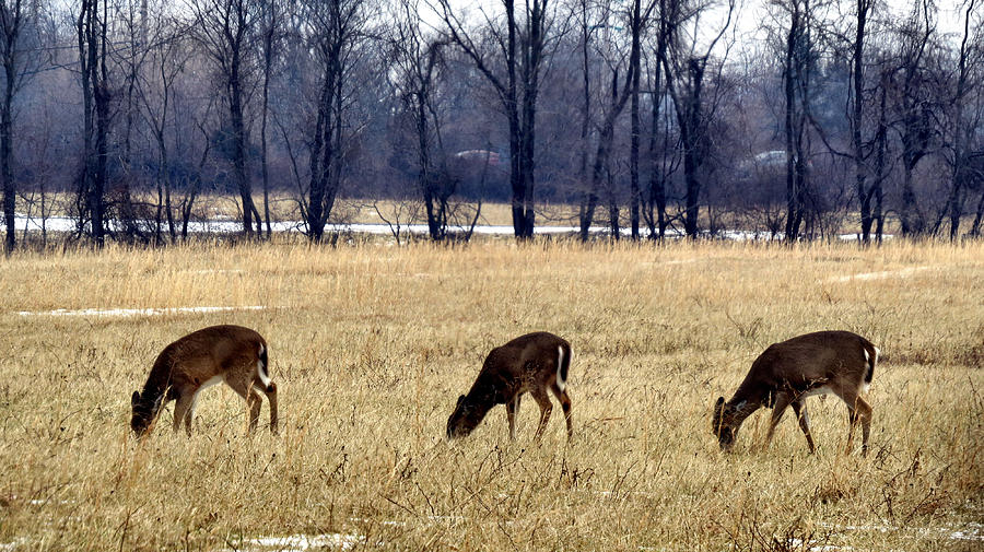 Three Deer Photograph by Art Dingo - Fine Art America