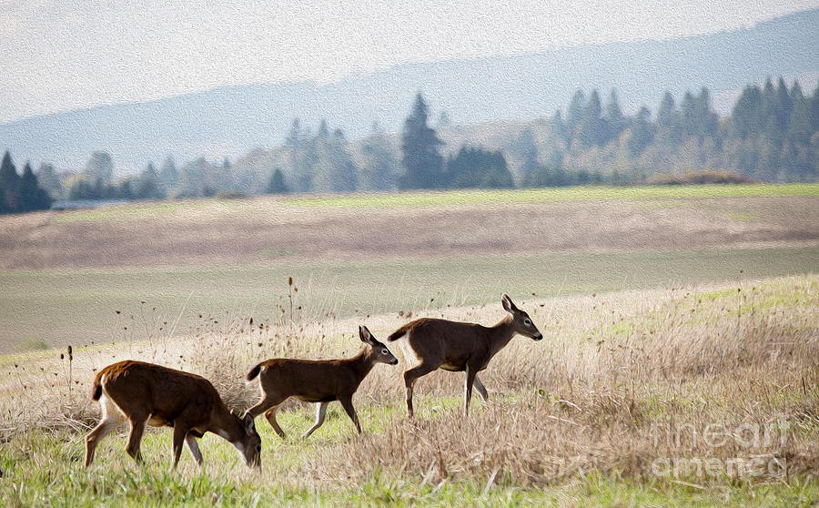 Three Deer Photograph by Rebecca Cozart