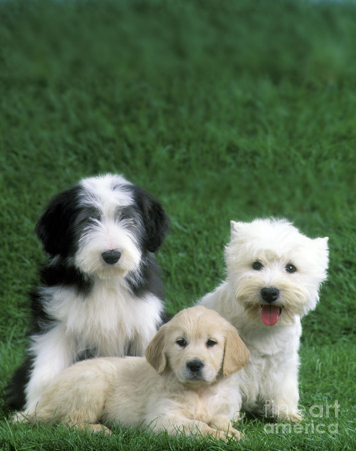 Dog Photograph - Three Diffferent Puppies by Jean-Michel Labat