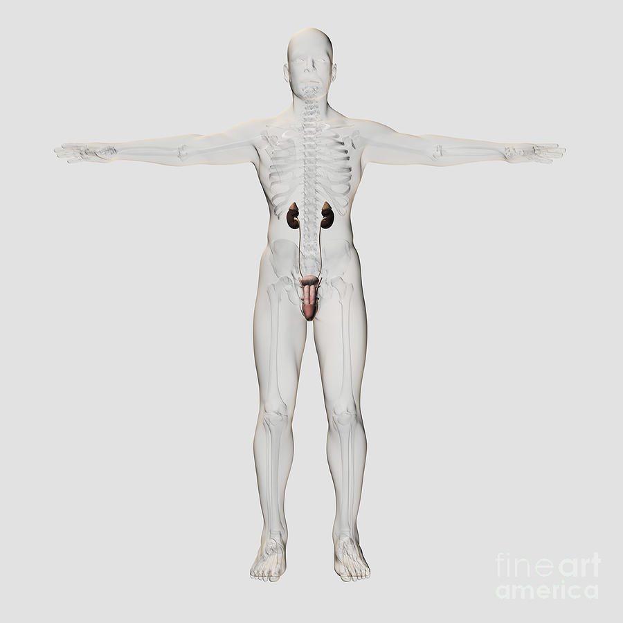 Three Dimensional Medical Illustration Digital Art by Stocktrek Images