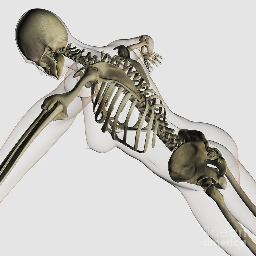 Skeleton Digital Art - Three Dimensional View Of Female Spine by Stocktrek Images