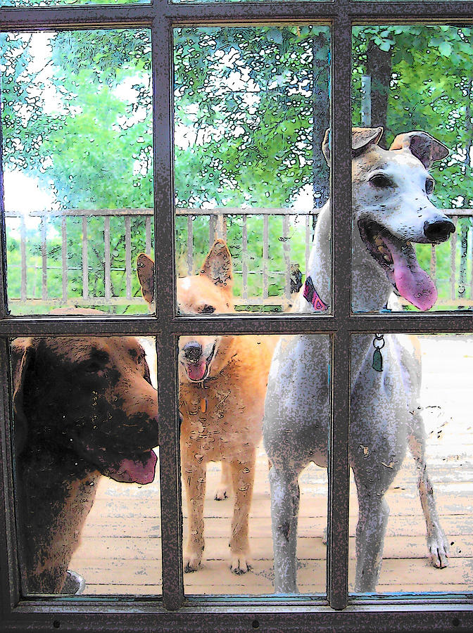 Three Dogs at the Door Photograph by Strangefire Art       Scylla Liscombe