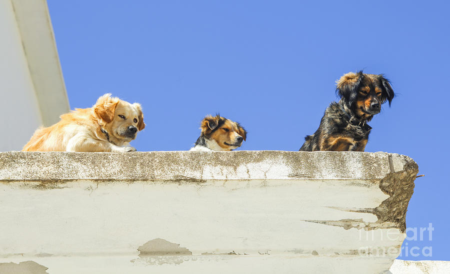 Three dogs on the roof Photograph by Patricia Hofmeester
