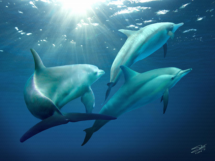 Dolphin Painting - Three Dolphins of Tampa Bay by M Spadecaller