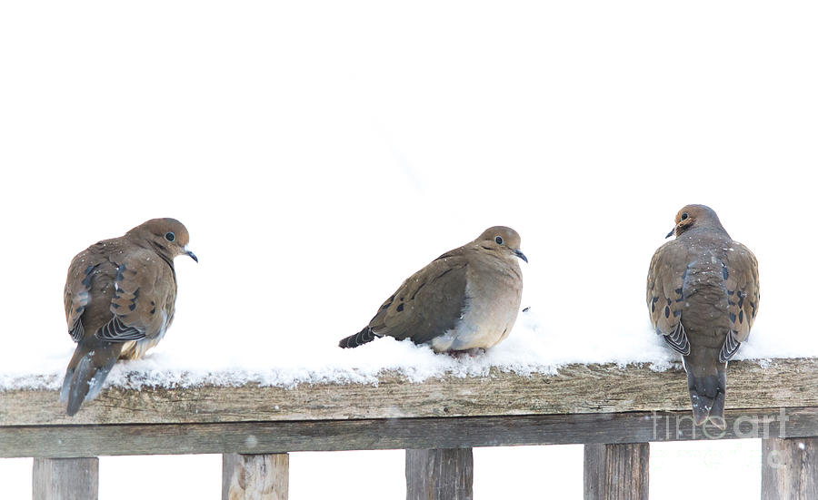 Dove Photograph - Three Doves on a Railing by Cheryl Baxter