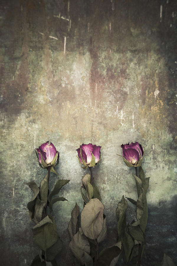 Three dried roses Photograph by Maria Heyens