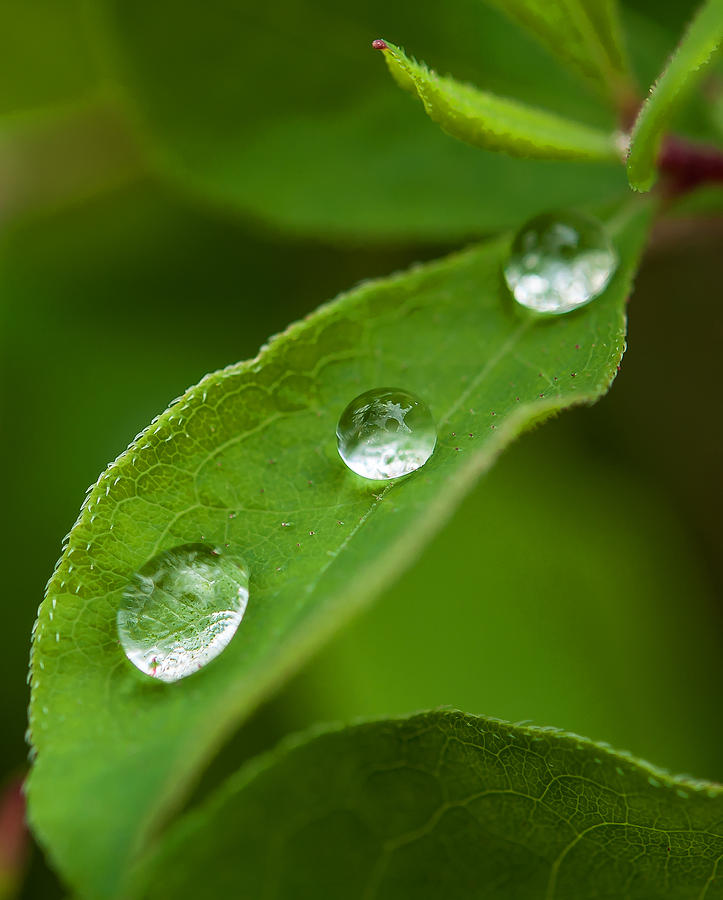 Three Drops Of Water Photograph - Three Drops Of Water Fine Art Print