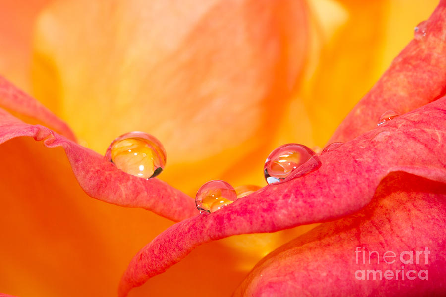 Three Drops On A Rose Photograph by Mimi Ditchie