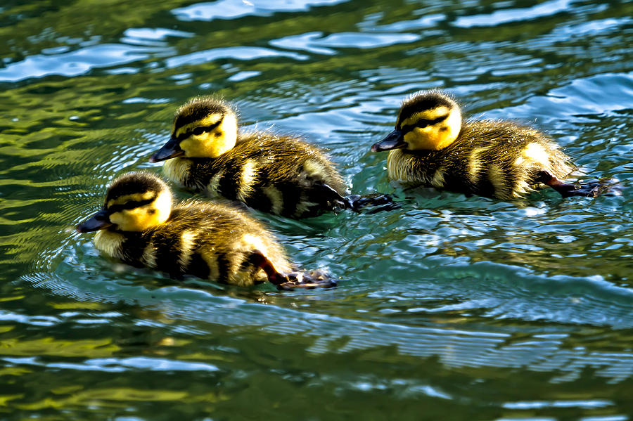 sylvanian ducklings