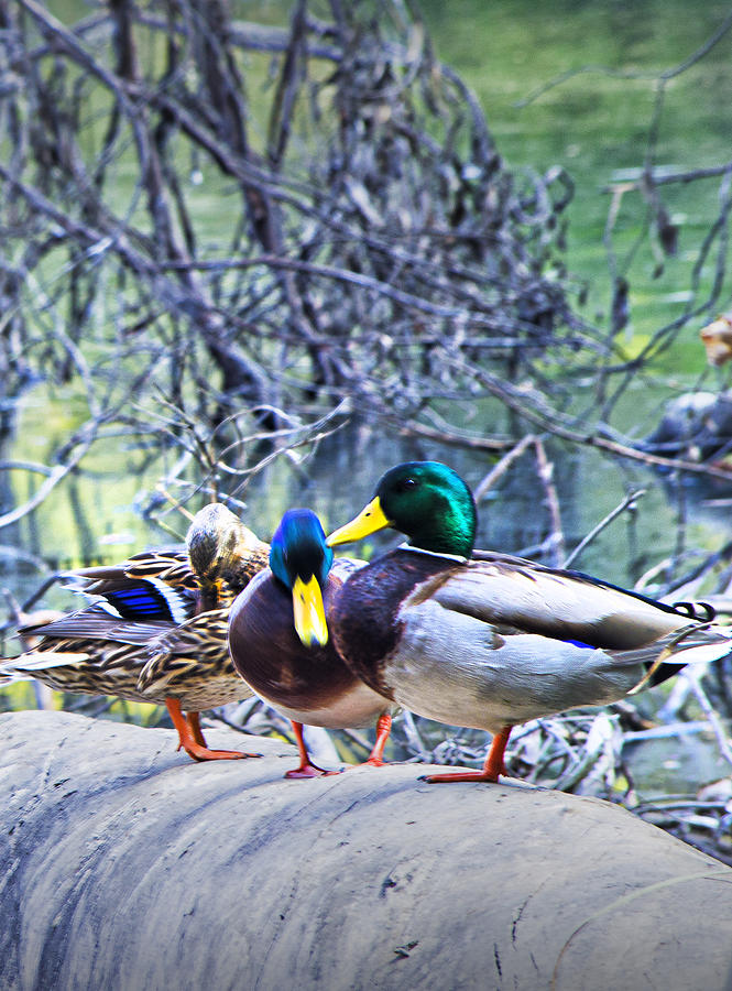 Three Ducks On A Log Photograph by Joseph Hollingsworth