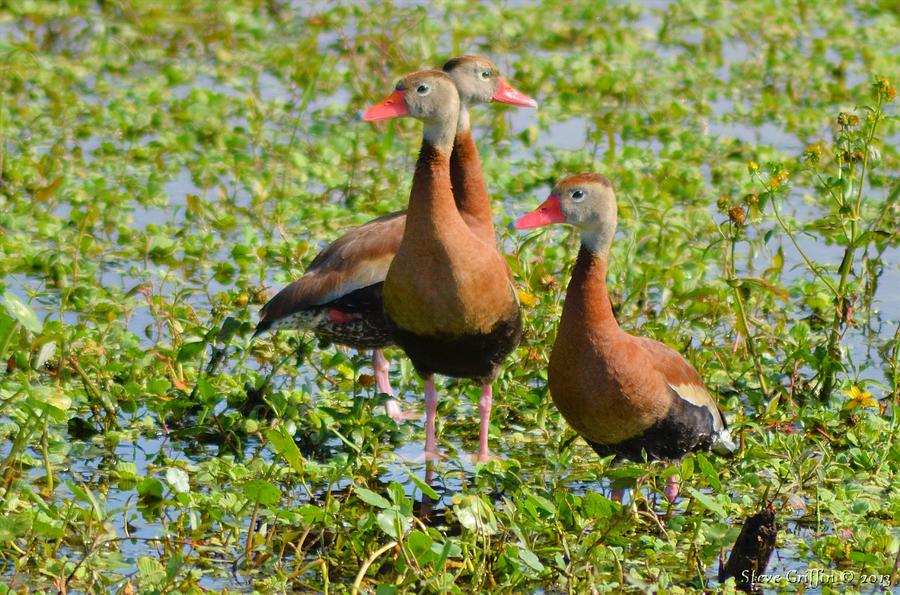 Three Ducks Photograph by Steve Griffin - Fine Art America