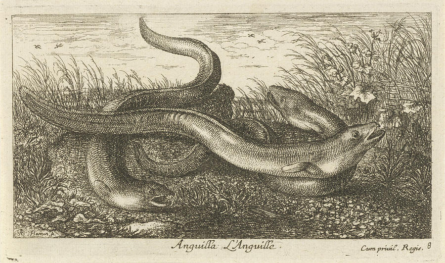 Three Eels In The Grass, Albert Flamen Drawing by Albert Flamen - Fine ...