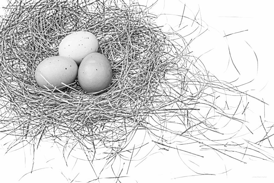 Three Eggs in a Bird Nest Black and White Photograph by Jennie Marie Schell