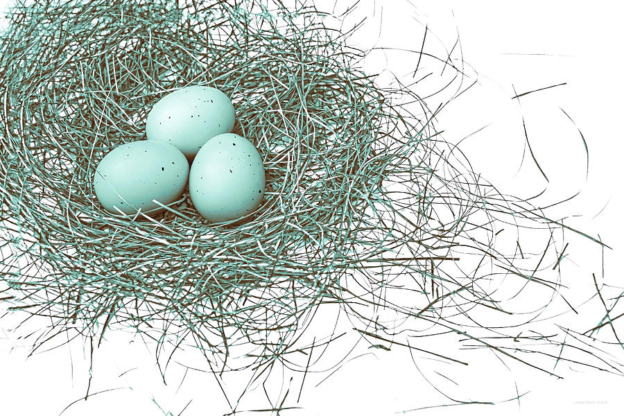 Three Eggs in a Bird Nest Teal Brown Photograph by Jennie Marie Schell