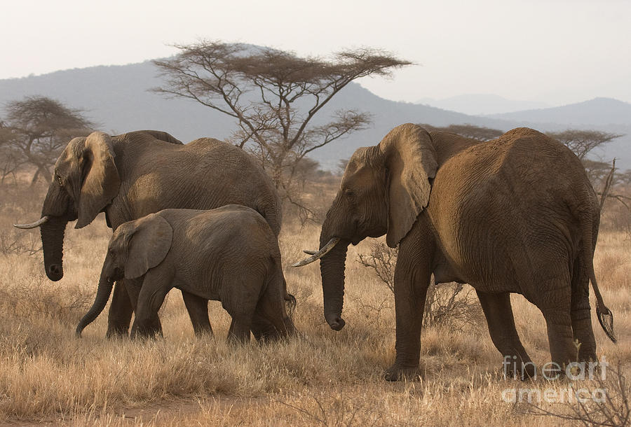Three Elephants Photograph by Chris Scroggins