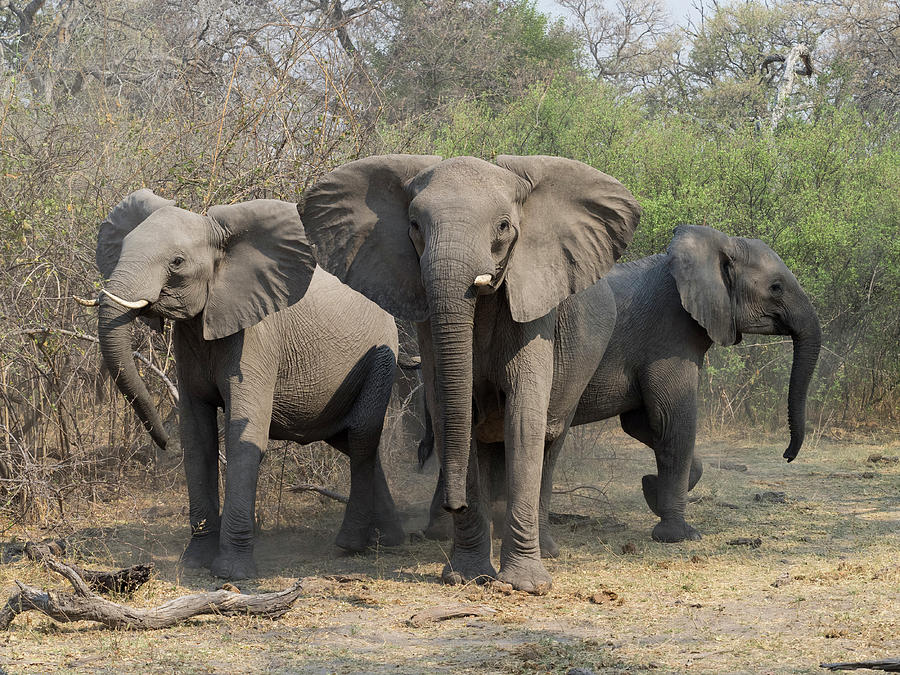 Three Elephants In Defensive Posture Photograph by Panoramic Images ...