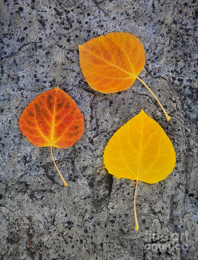 Three Fall Photograph by Alice Cahill