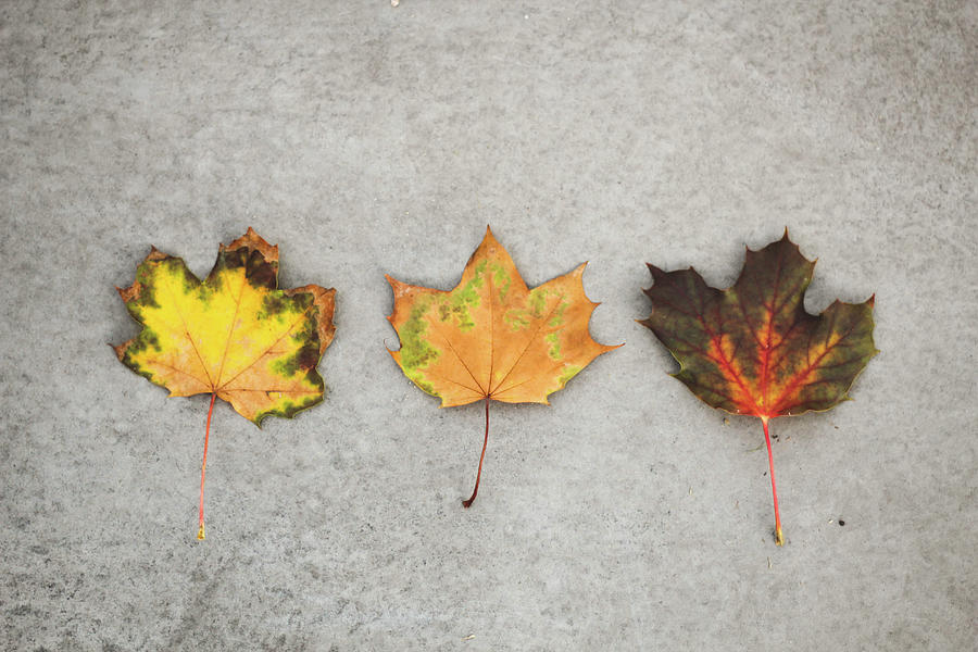 Three Fall Colored Maple Leafs On Photograph by Carolin Voelker