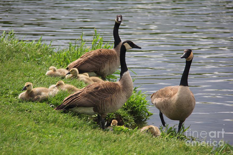 Geese Photograph - Three Families  by Yumi Johnson