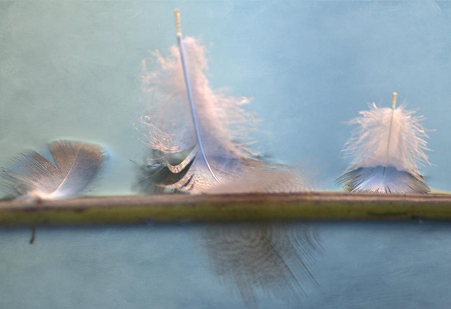 Three Feathers Photograph by Fraida Gutovich