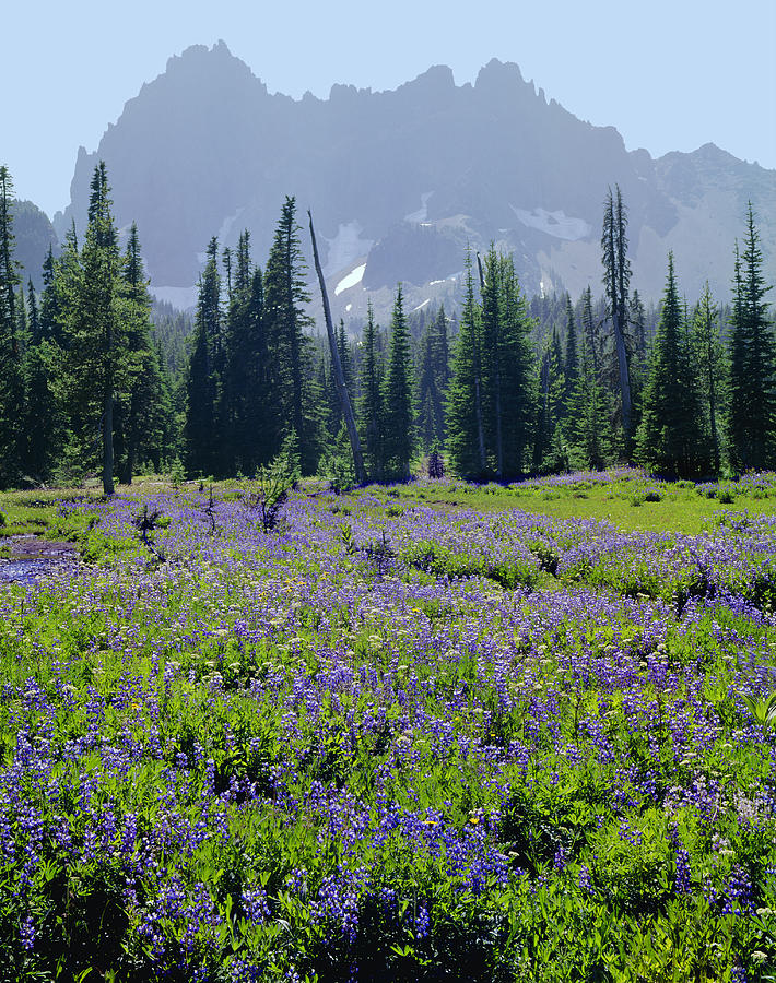 105417-Three Fingered Jack and Wildflowers Photograph by Ed  Cooper Photography