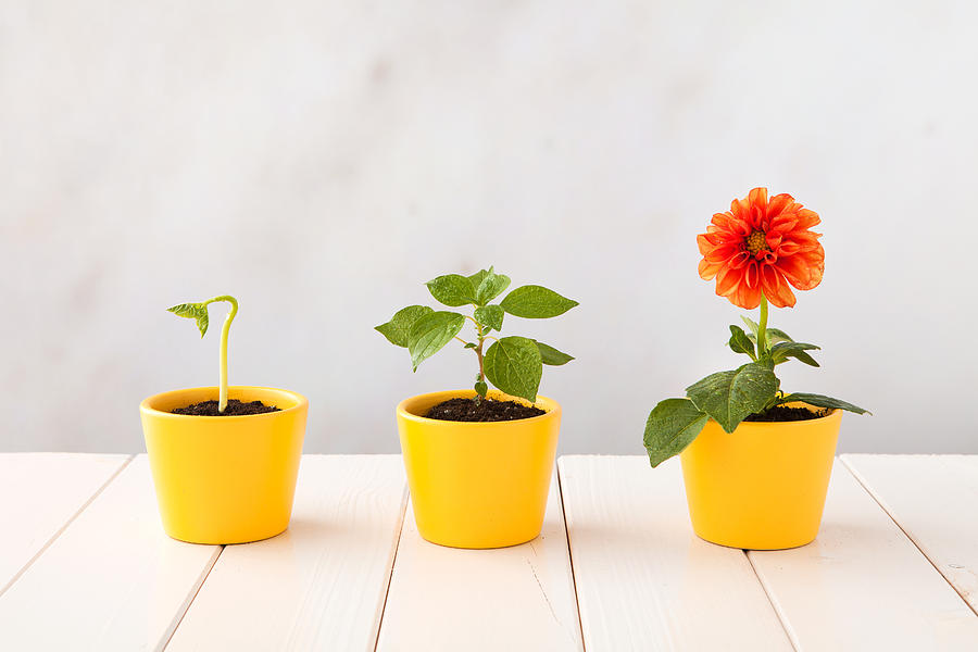 Three flower pots representing three stages of growth Photograph by Pinstock