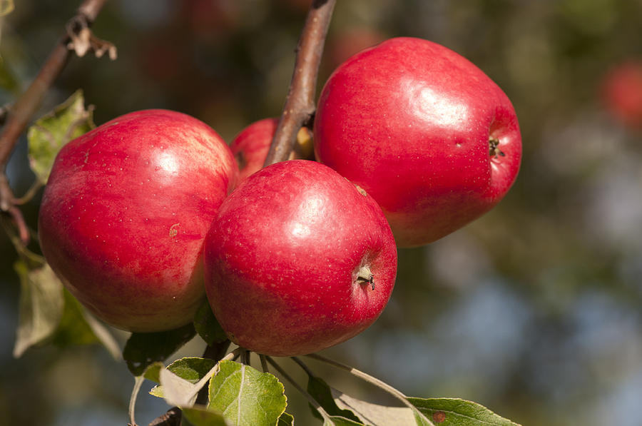 Three fresh red apples on a apple tree Photograph by Matthias Hauser