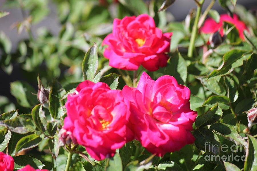 Three Fuschia Roses Photograph by Donna L Munro