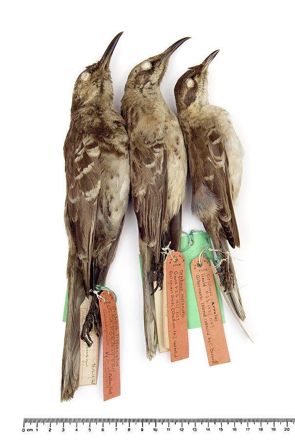 Three Galapagos Mockingbirds Photograph by Natural History ...