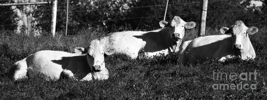 Three Gazing Charolais Cows Photograph by J L Zarek