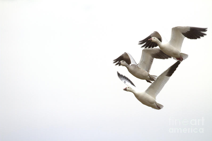 Three Geese are flying  Photograph by Ruth Jolly