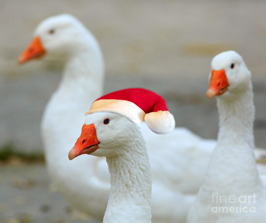 Three Geese At Christmas Photograph by Louise Heusinkveld