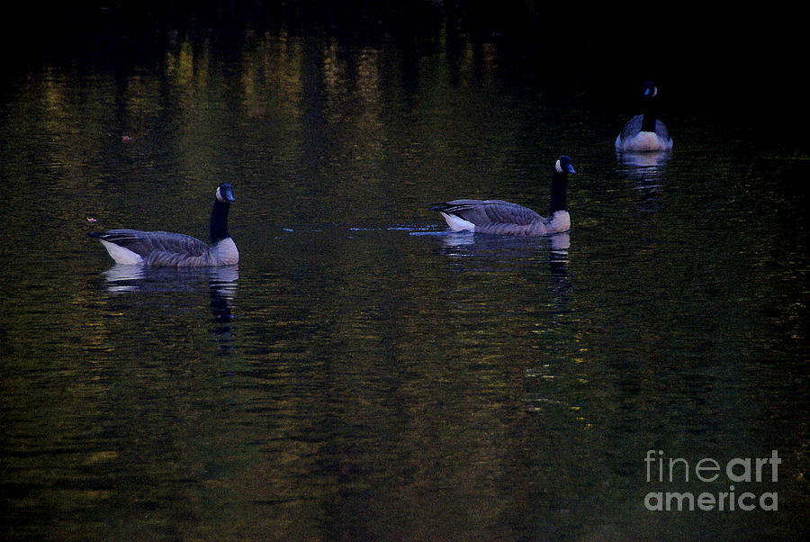 Three Geese On The Little River Photograph by Linda Shafer