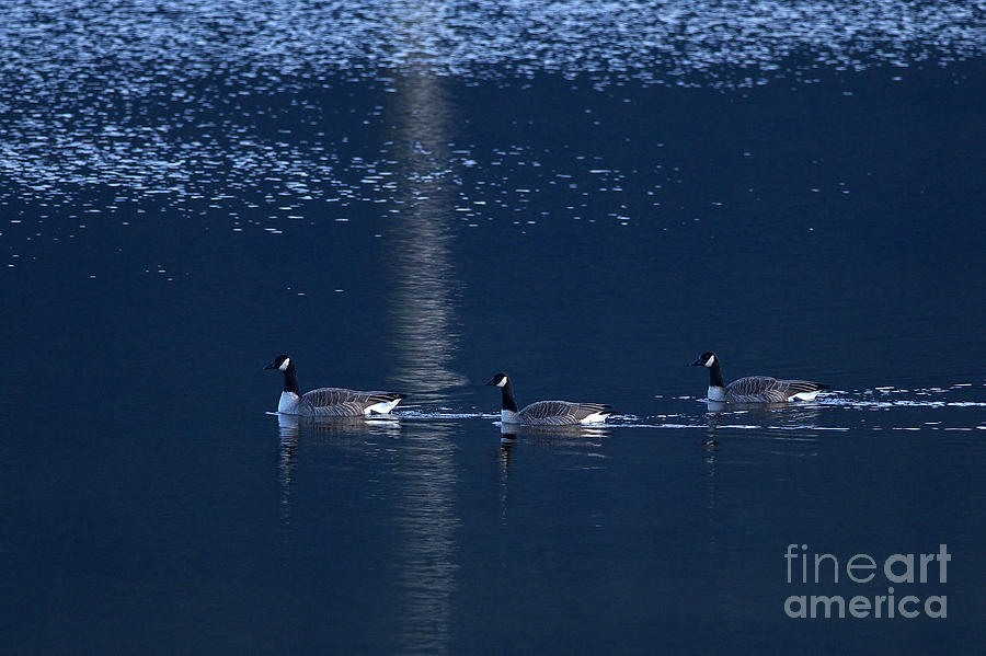 Three Geese Swimming Photograph by Sharon Talson
